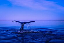 Жители Зюзина могут посетить онлайн-встречу Мосприроды о защите морских млекопитающих