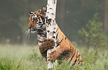Врачи в Приморье дважды прооперировали тигренка для его спасения