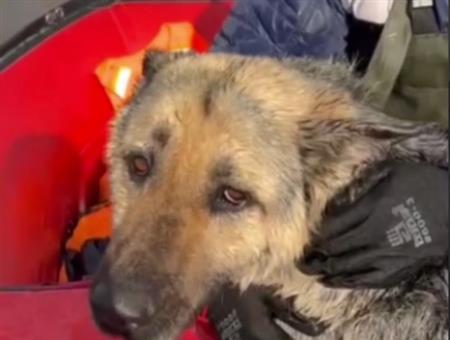 В Самарской области специалисты МЧС спасли собаку