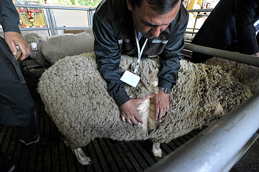 На Ставрополье вывели две породы овец с уникальными качествами