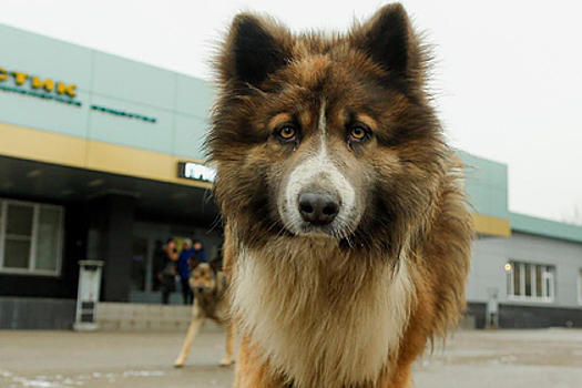 Российских чиновников обвинили в нападении бездомных собак на детей