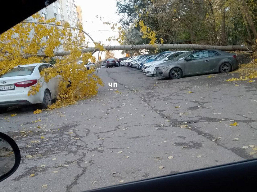 В Саратове дерево рухнуло на автомобили на Огородной
