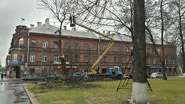В Пскове рубят дерево на улице Некрасова возле парикмахерской «Руслан». ФОТО
