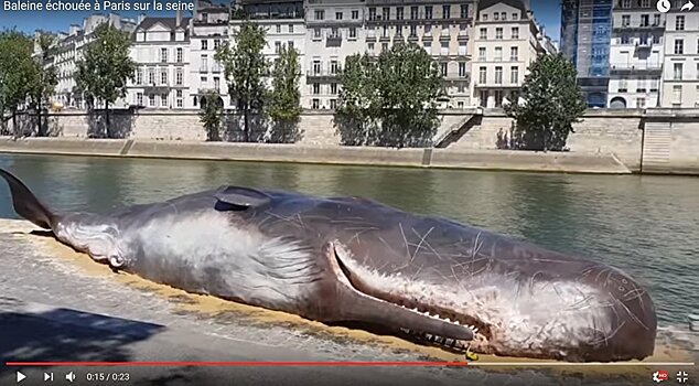 Муляж мертвого кашалота появился в Париже на набережной Сены