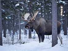 Спикер ямальского Заксобрания Ямкин встретил на трассе недалеко от Пангод лосей