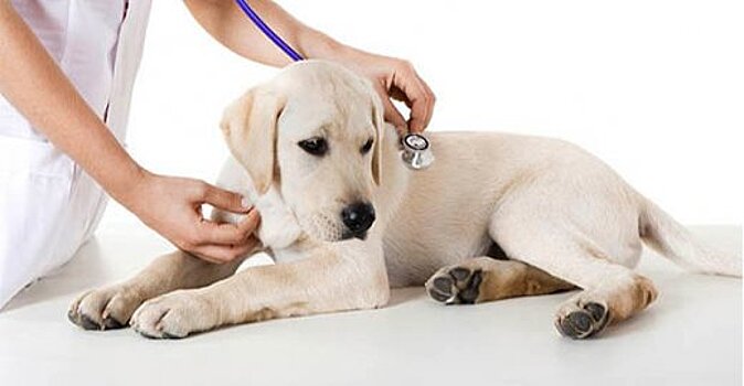 Ветеринарные клиники снова обяжут получать лицензию