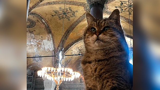  Символ Стамбула: умерла кошка, жившая 16 лет в соборе Святой Софии  
