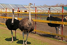 «Проще не ехать, чем гулять в намордниках»: в Омске открылась страусиная ферма, посетители недовольны, что ...