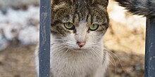 Всемирный день бездомных животных: как в России помогают кошкам и собакам, оставшимся без крова?