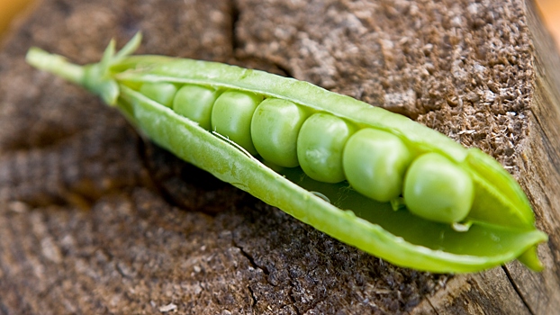 Врач рассказала о полезных свойствах зеленого горошка для любителей спорта