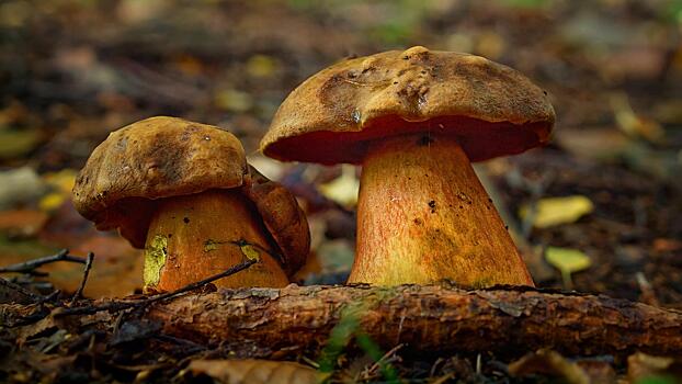 Что делать при отравлении грибами