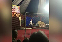 Нападение цирковой львицы на ребенка сняли на видео