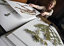 Более миллиона образцов оцифровали в Гербарии МГУ