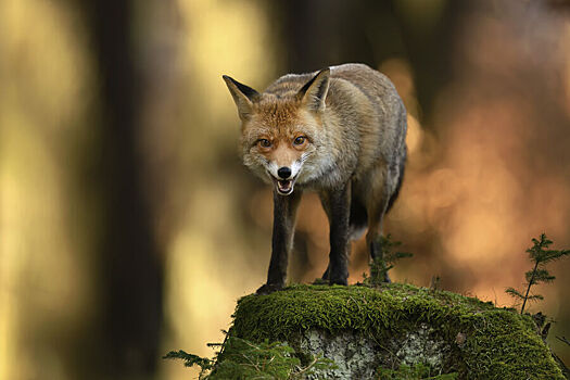 Жительницу Новосибирска покусала дикая лиса