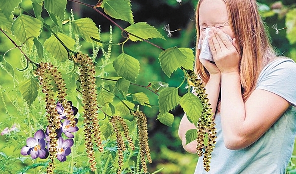 Волгоградцам рассказали, как спасаться от аллергии на пыльцу березы