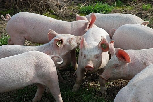 Жителей подмосковной деревни терроризируют безнадзорно пасущиеся свиньи