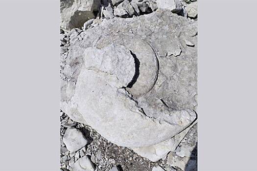 Аммонит гигантских размеров неожиданно нашли вблизи российской дороги