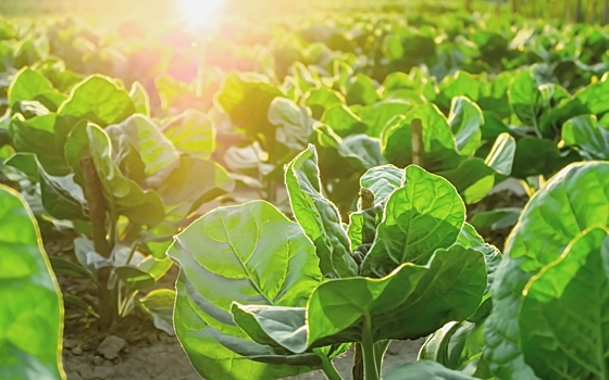 Генетики заставили листья табака производить важный ингредиент для новейших вакцин