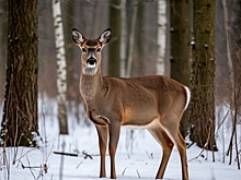 В Новосибирской области задержали охотников, добывших вчетверо больше разрешенного