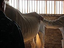 Гибель лошадей: столичные ветеринары не верят саратовским