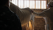 Гибель лошадей: столичные ветеринары не верят саратовским