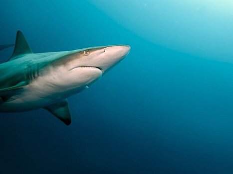 People: акула напала на девушку в Австралии