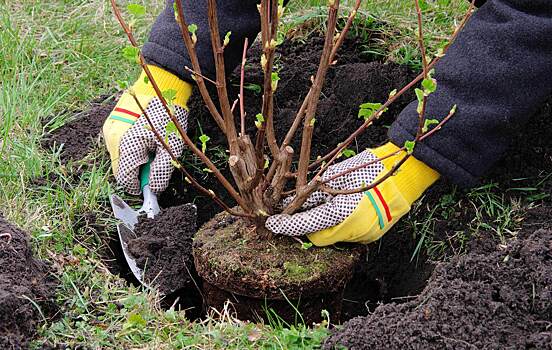 За год в Череповце высадили 1394 саженца деревьев
