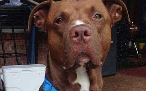 Питбуль сорвался с поводка и рванул в кусты, а через мгновение закричал ребёнок