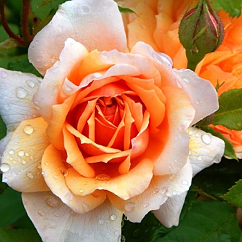 Моя прекрасная роза Грейс - нежная принцесса сада