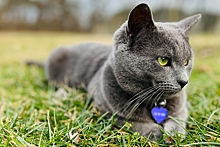 Частота пульса кошки в норме и отклонения