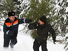 Валуев напомнил о штрафах за незаконную вырубку елей