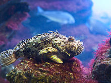 Какие опасные рыбы водятся в Черном море