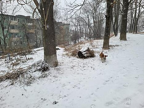 Снег и метель второй день бушуют во Владивостоке