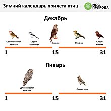 Пернатые туристы с севера: на зимовку в столицу прилетели свиристель, чечетка и длиннохвостая неясыть