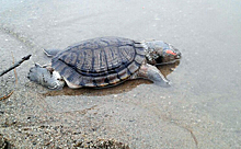 Огромную черепаху нашли на берегу Оби в Новосибирске