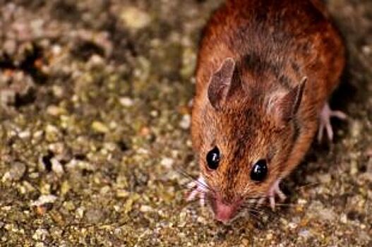 Роспотребнадзор назвал районы Башкирии, где высок риск заболеть «мышкой»