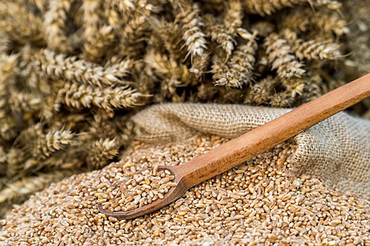 Свыше 2 000 тонн зерновой продукции, не соответствующей требованиям, задержано в Алтайском крае