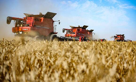 Минсельхоз отчитался о сборе зерна в России