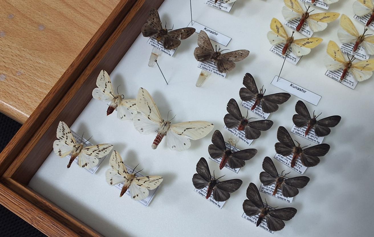 Энтомологи обнаружили на Кунашире четыре новых для России вида бабочек