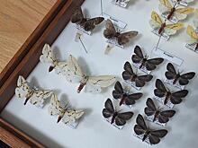 Обнаружены четыре новых для России вида бабочек