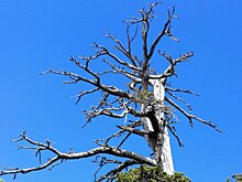 Найдено самое старое дерево Европы