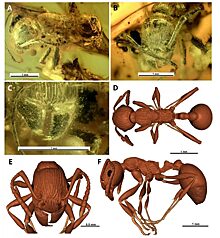Ученые СПбГУ обнаружили в балтийском янтаре ископаемого муравья нового вида