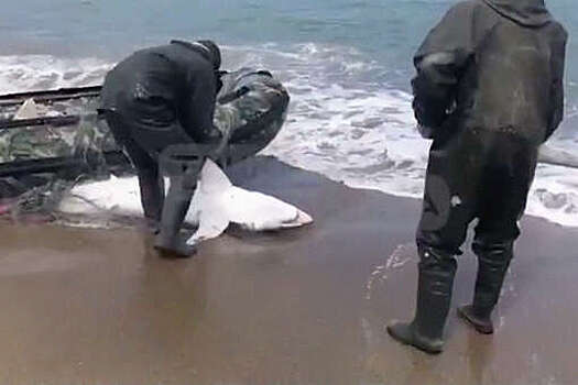 Жители Сахалина забили дубиной акулу, которую выбросило на пляж