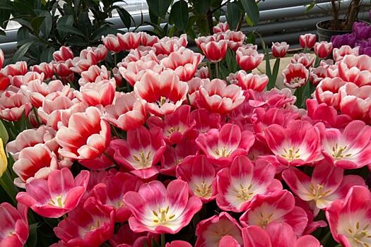 Репетиция весны: жители и гости Москвы увидят тысячи тюльпанов в Ботаническом саду МГУ