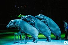 В Челябинском цирке состоится премьера нового шоу «Гиппопотамус»