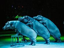 В Челябинском цирке состоится премьера нового шоу «Гиппопотамус»