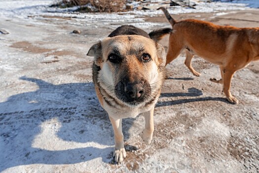 Почти 170 млн рублей потратят власти Кубани на отлов и содержание бездомных собак