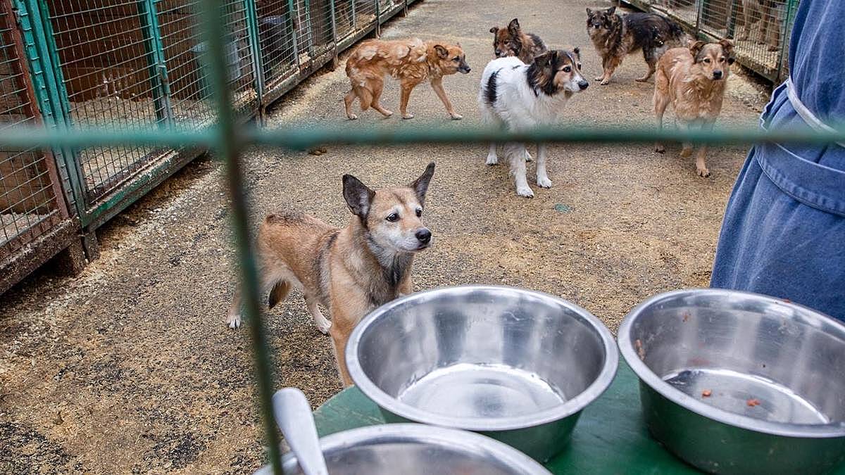 Москвичам рассказали, как НКО помогают бездомным животным