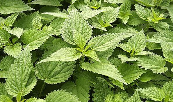 «Жгучая трава»: чем полезна крапива