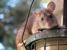 Крыса поможет российским ученым диагностировать рак